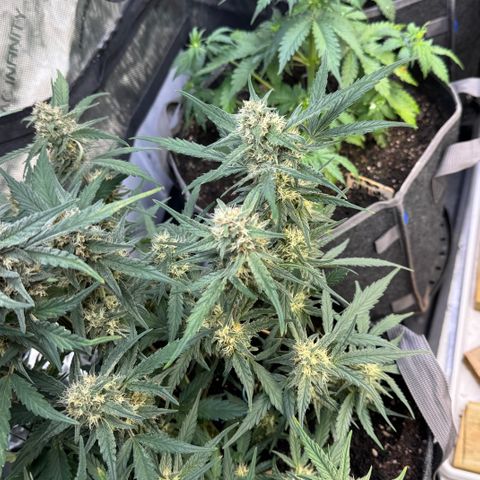 1st gorilla cookies (1 plant) growlog timeline photo