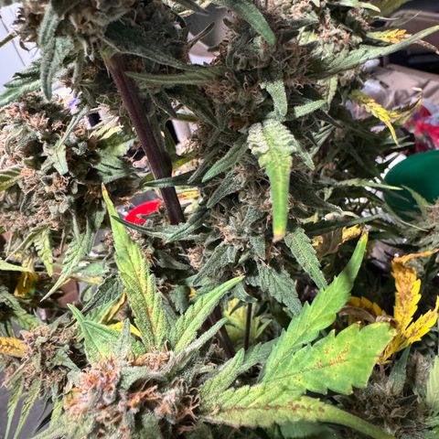 1st gorilla cookies (1 plant) growlog timeline photo