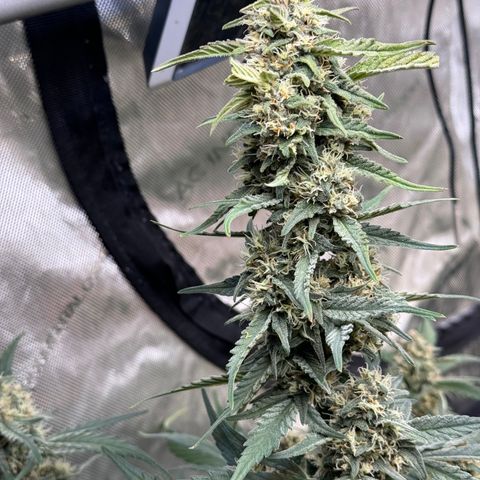 1st gorilla cookies (1 plant) growlog timeline photo