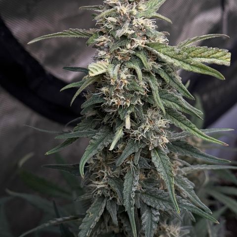 1st gorilla cookies (1 plant) growlog timeline photo