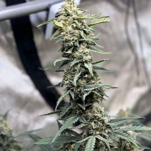 1st gorilla cookies (1 plant) growlog timeline photo
