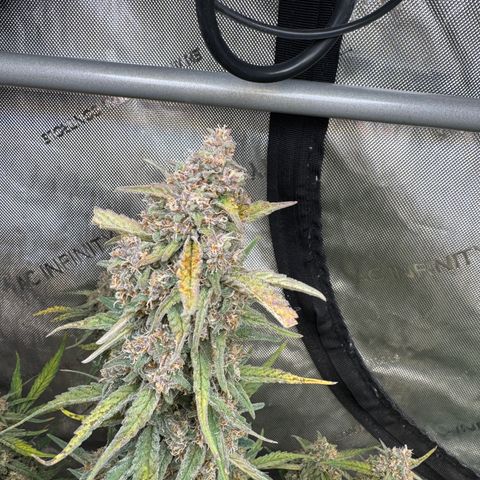 Gorilla Punch Auto growlog timeline photo
