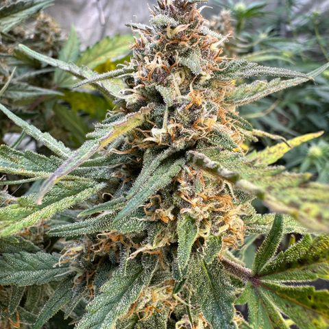 1st gorilla cookies (1 plant) growlog timeline photo