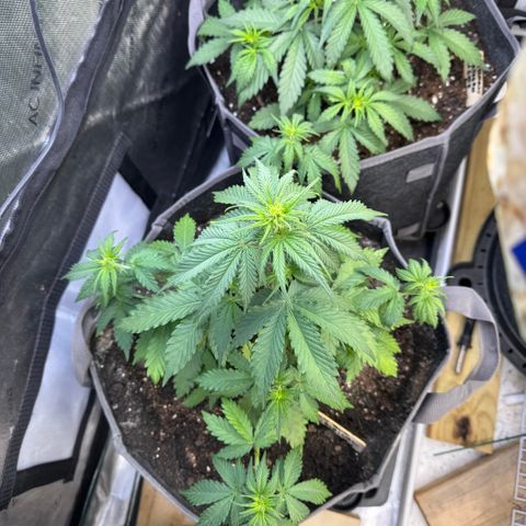 Blueberry Auto growlog timeline photo