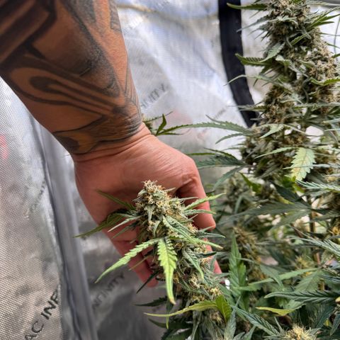1st gorilla cookies (1 plant) growlog timeline photo