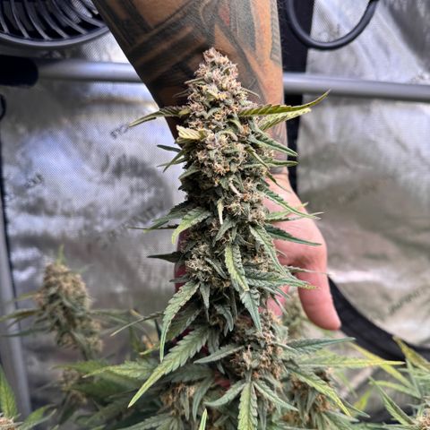 1st gorilla cookies (1 plant) growlog timeline photo