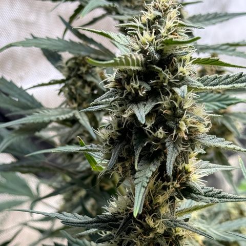 1st gorilla cookies (1 plant) growlog timeline photo