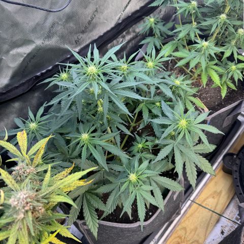 Northern lights  growlog timeline photo