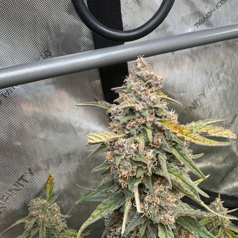 Gorilla Punch Auto growlog timeline photo