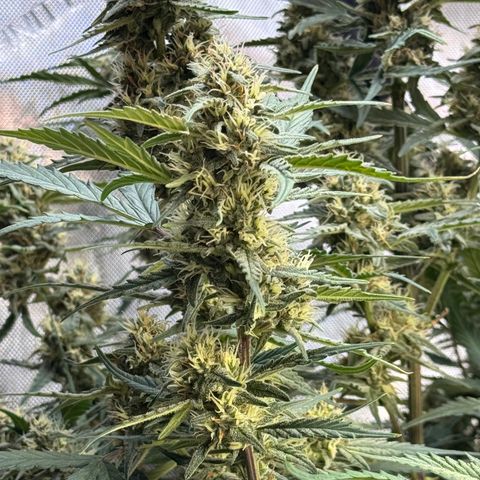 1st gorilla cookies (1 plant) growlog timeline photo