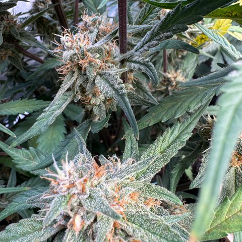 1st gorilla cookies (1 plant) growlog timeline photo