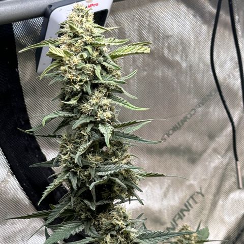 1st gorilla cookies (1 plant) growlog timeline photo