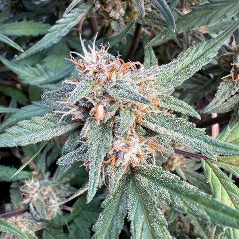 1st gorilla cookies (1 plant) growlog timeline photo