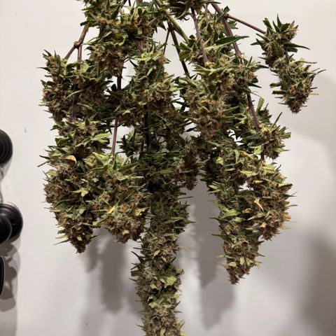 1st gorilla cookies (1 plant) growlog timeline photo