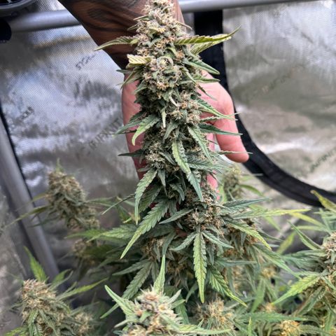 1st gorilla cookies (1 plant) growlog timeline photo