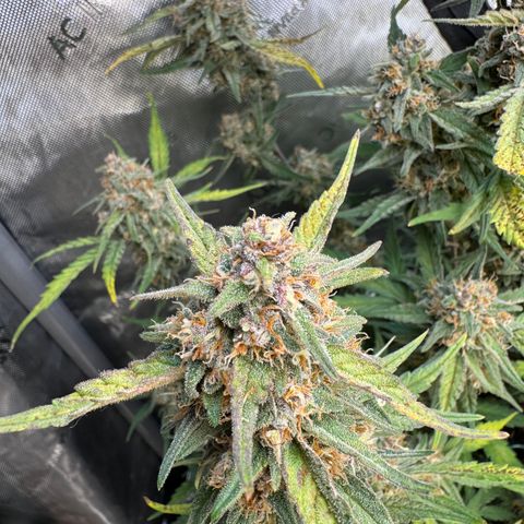 Gorilla Punch Auto growlog timeline photo