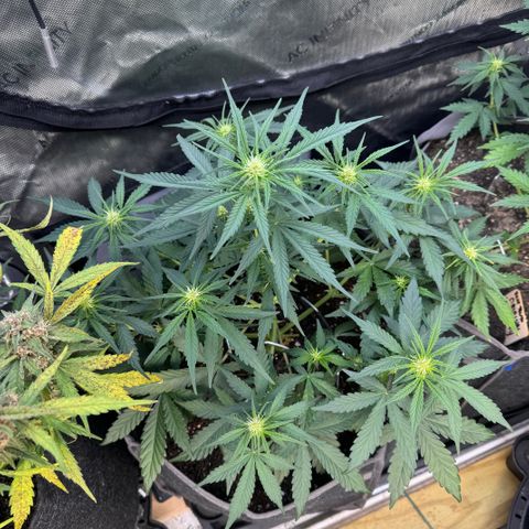 Northern lights  growlog timeline photo