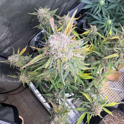 Gorilla Punch Auto growlog timeline photo