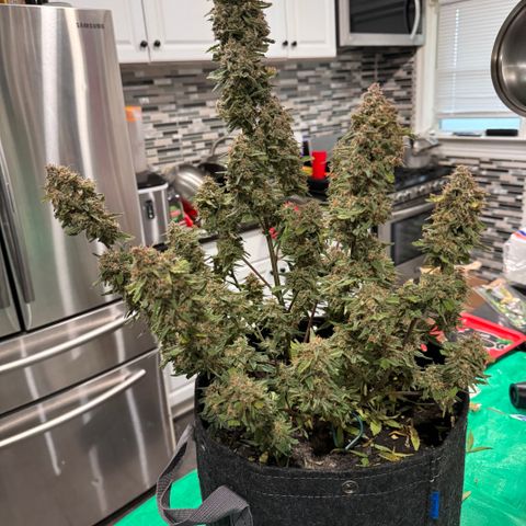 1st gorilla cookies (1 plant) growlog timeline photo