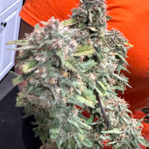 Gorilla Punch Auto growlog timeline photo