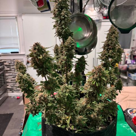 1st gorilla cookies (1 plant) growlog timeline photo