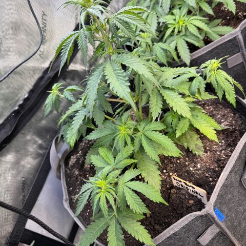 Blueberry Auto growlog timeline photo