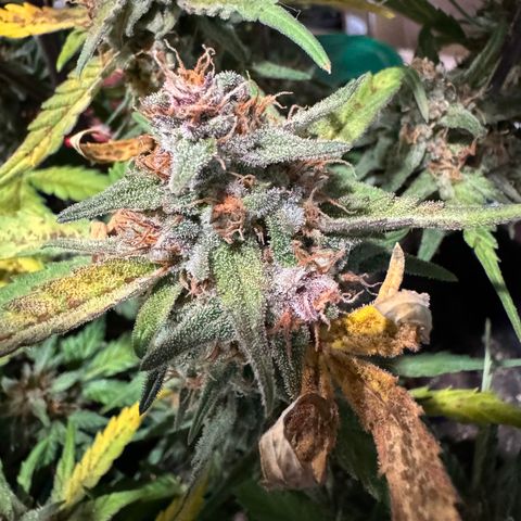 Gorilla Punch Auto growlog timeline photo