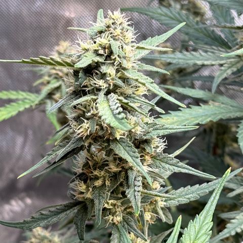 1st gorilla cookies (1 plant) growlog timeline photo