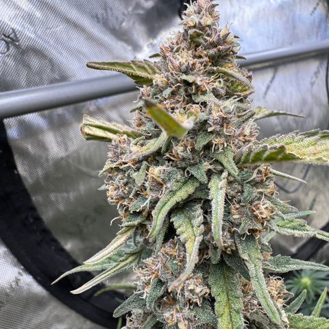 1st gorilla cookies (1 plant) growlog timeline photo