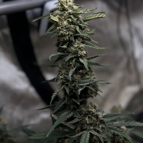 1st gorilla cookies (1 plant) growlog timeline photo