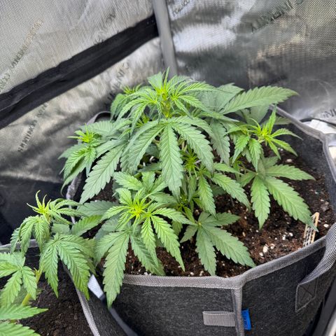 Northern lights  growlog timeline photo