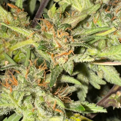 1st gorilla cookies (1 plant) growlog timeline photo