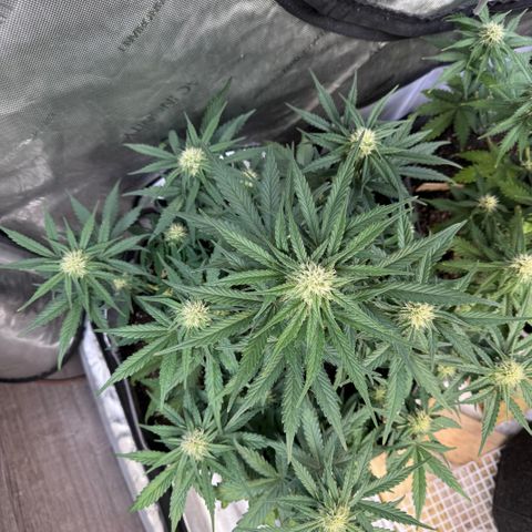 Northern lights  growlog timeline photo