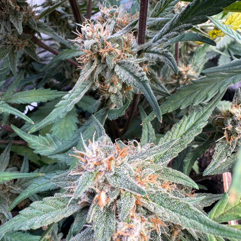 1st gorilla cookies (1 plant) growlog timeline photo