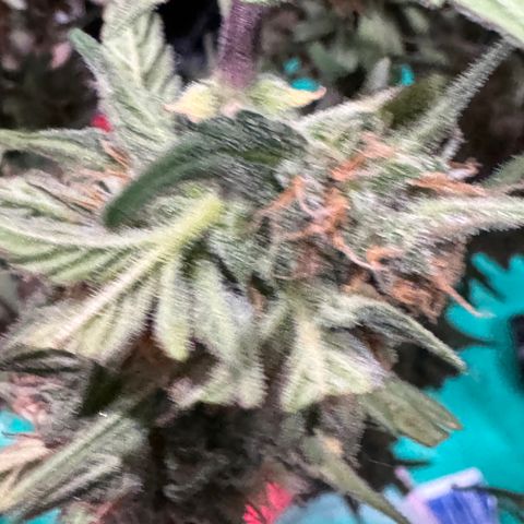 Gorilla Punch Auto growlog timeline photo