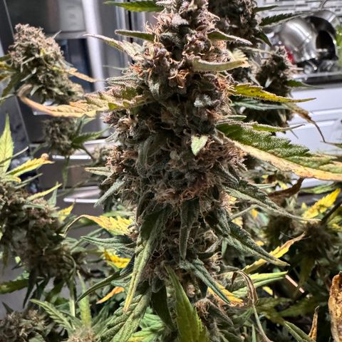1st gorilla cookies (1 plant) growlog timeline photo