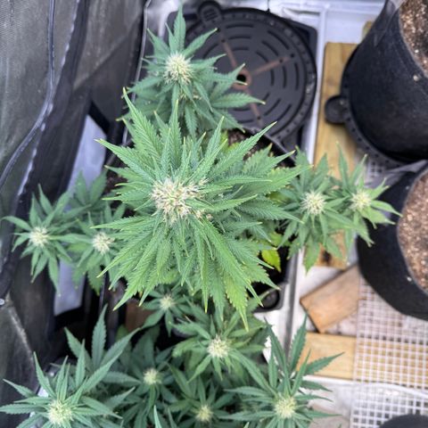 Blueberry Auto growlog timeline photo