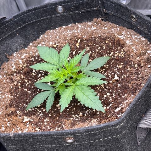 1st gorilla cookies (1 plant) growlog timeline photo