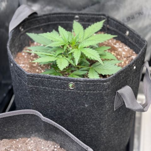 1st gorilla cookies (1 plant) growlog timeline photo