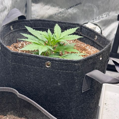1st gorilla cookies (1 plant) growlog timeline photo
