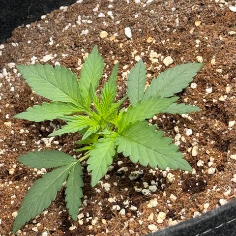 1st gorilla cookies (1 plant) growlog timeline photo