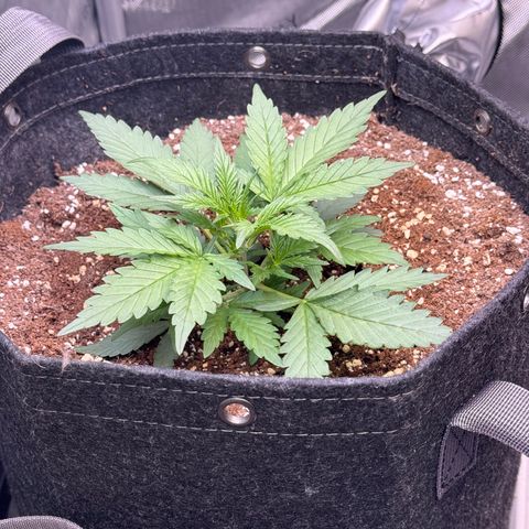 1st gorilla cookies (1 plant) growlog timeline photo