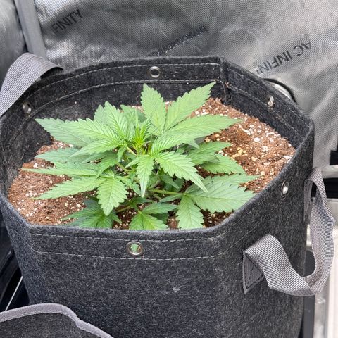 1st gorilla cookies (1 plant) growlog timeline photo