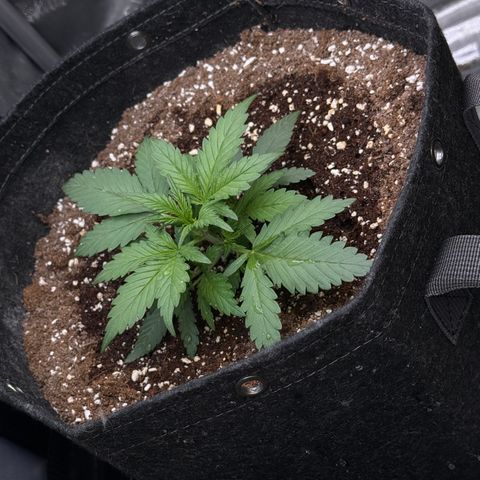 1st gorilla cookies (1 plant) growlog timeline photo