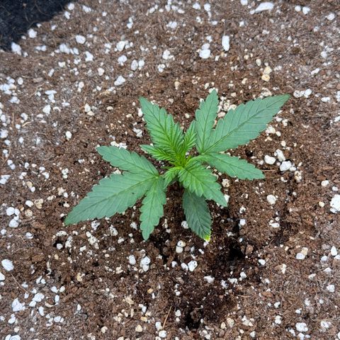 1st gorilla cookies (1 plant) growlog timeline photo