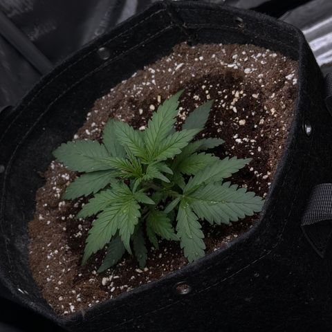 1st gorilla cookies (1 plant) growlog timeline photo