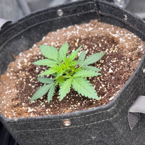 1st gorilla cookies (1 plant) growlog timeline photo