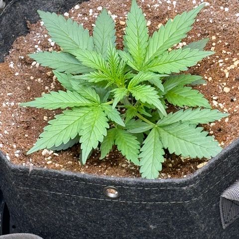 1st gorilla cookies (1 plant) growlog timeline photo