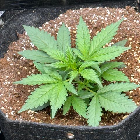 1st gorilla cookies (1 plant) growlog timeline photo