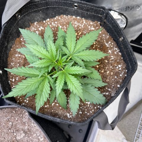 1st gorilla cookies (1 plant) growlog timeline photo